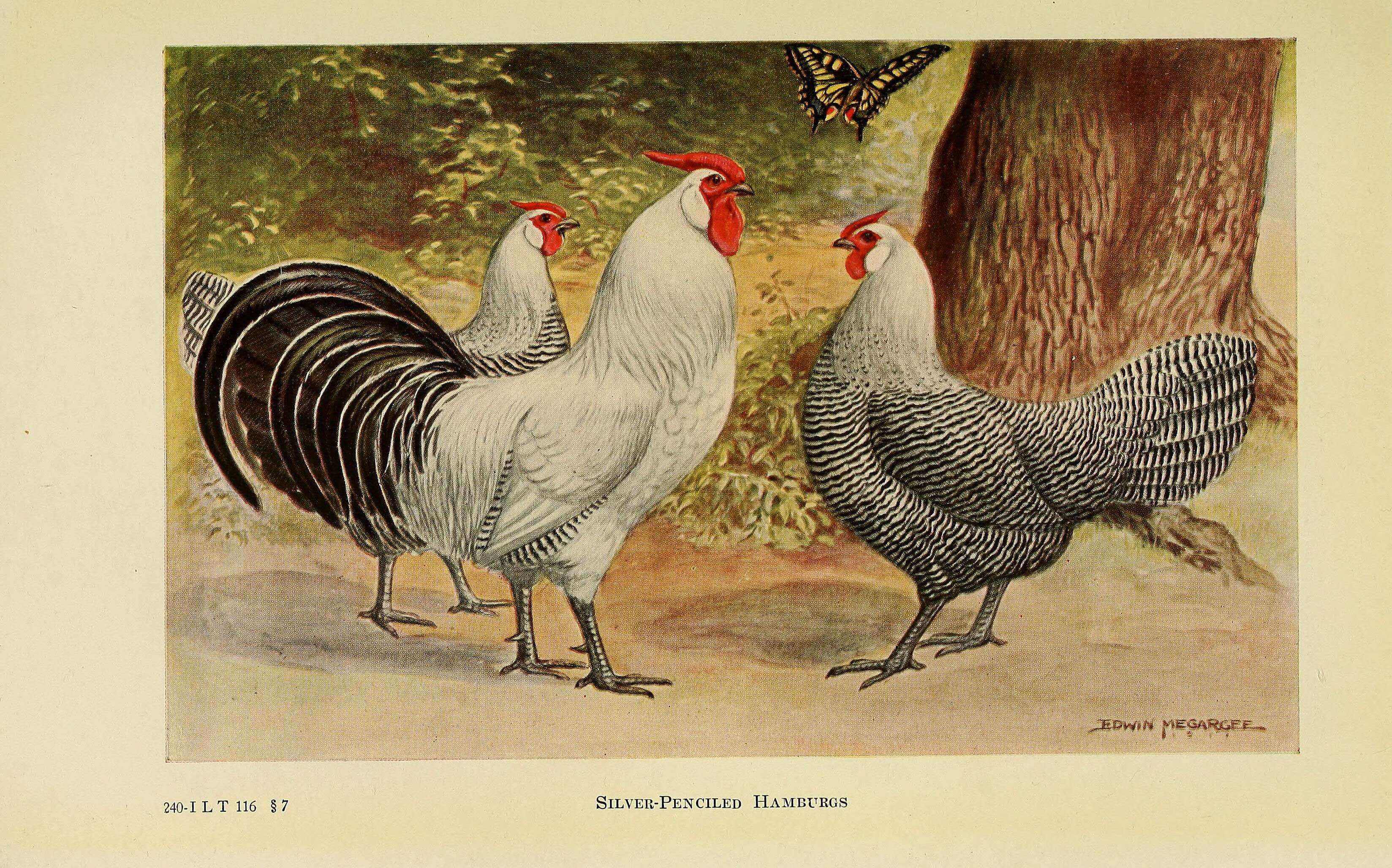 Image of Red Junglefowl