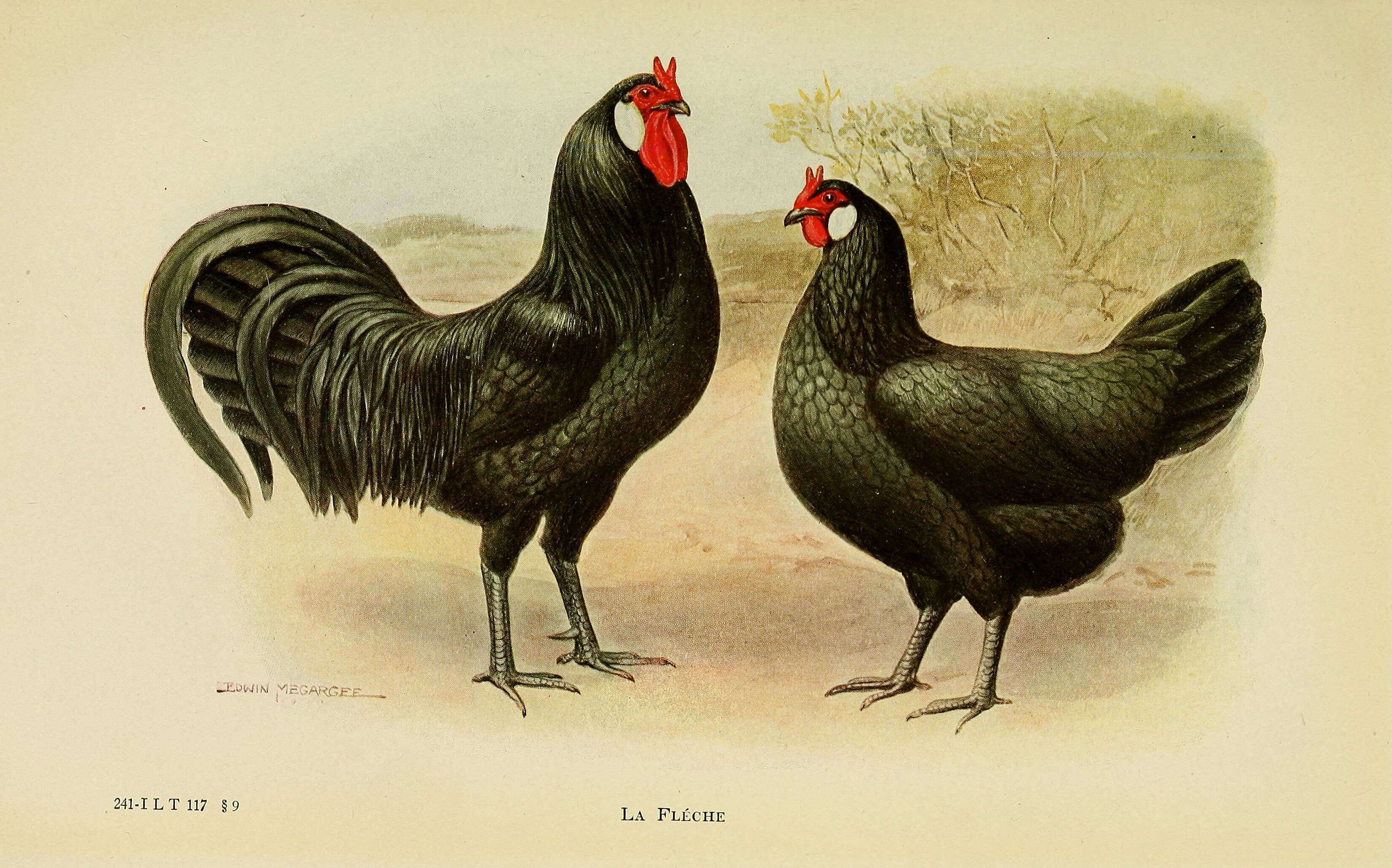 Image of Red Junglefowl