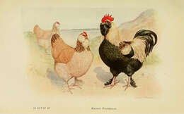 Image of Red Junglefowl