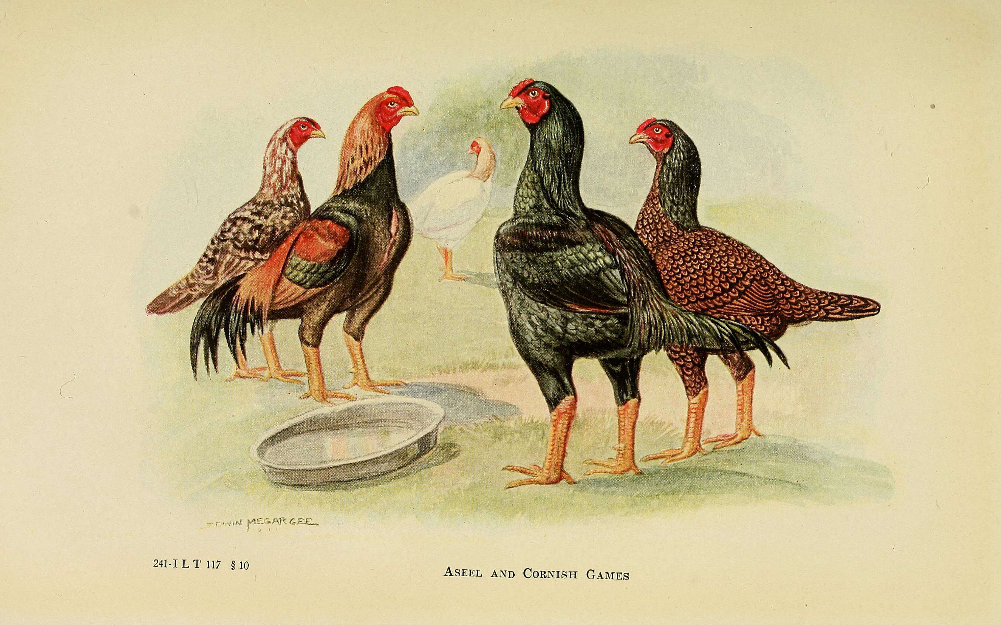 Image of Red Junglefowl