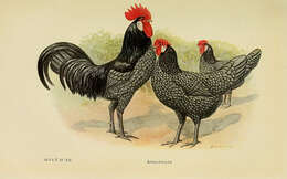 Image of Red Junglefowl