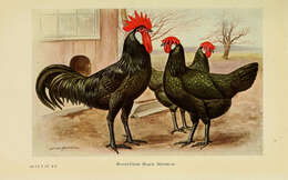 Image of Red Junglefowl