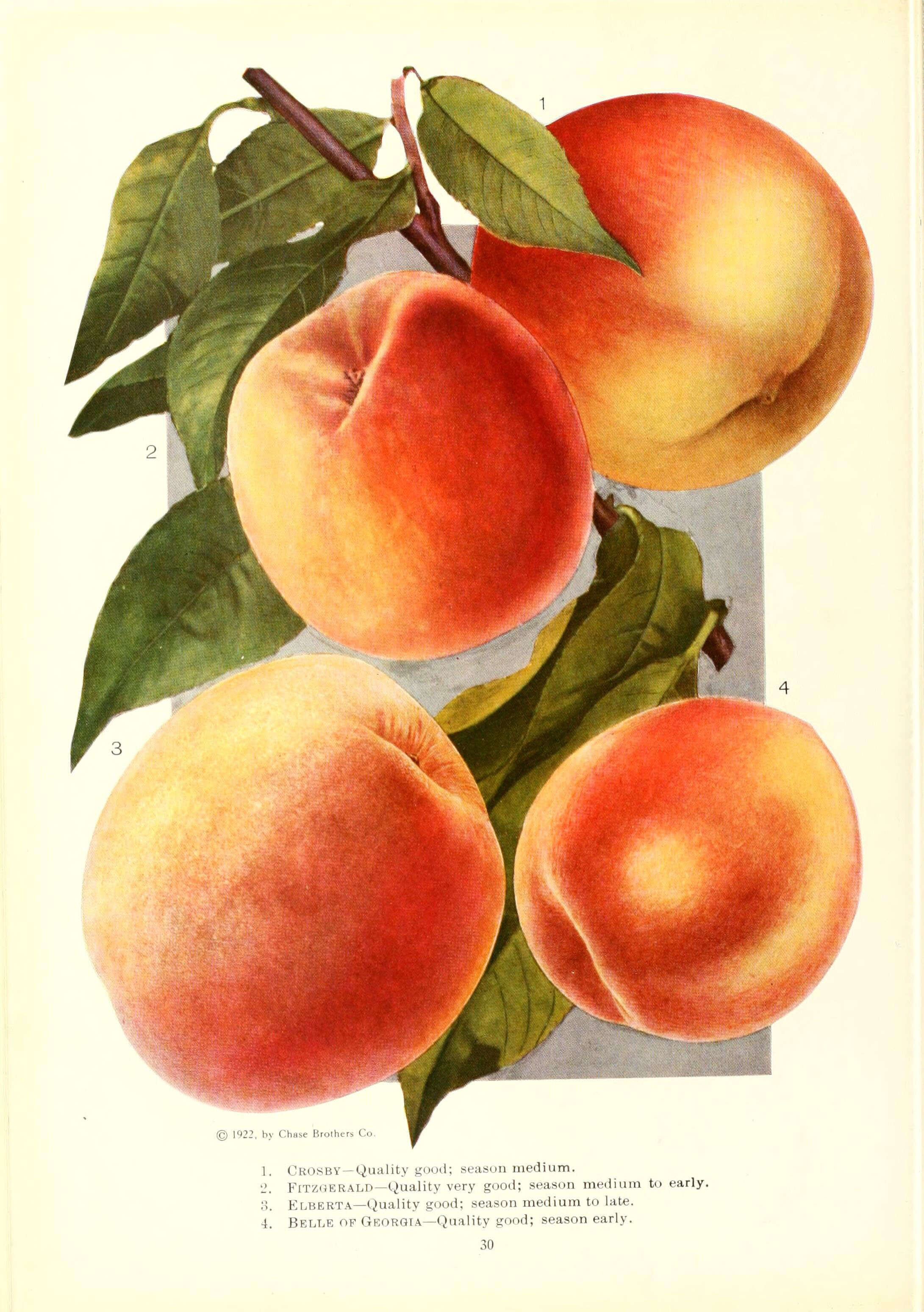 Image of peach