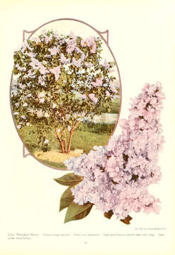 Image of Common Lilac