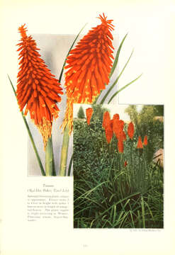 Imagem de Kniphofia uvaria (L.) Oken