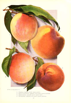 Image of peach