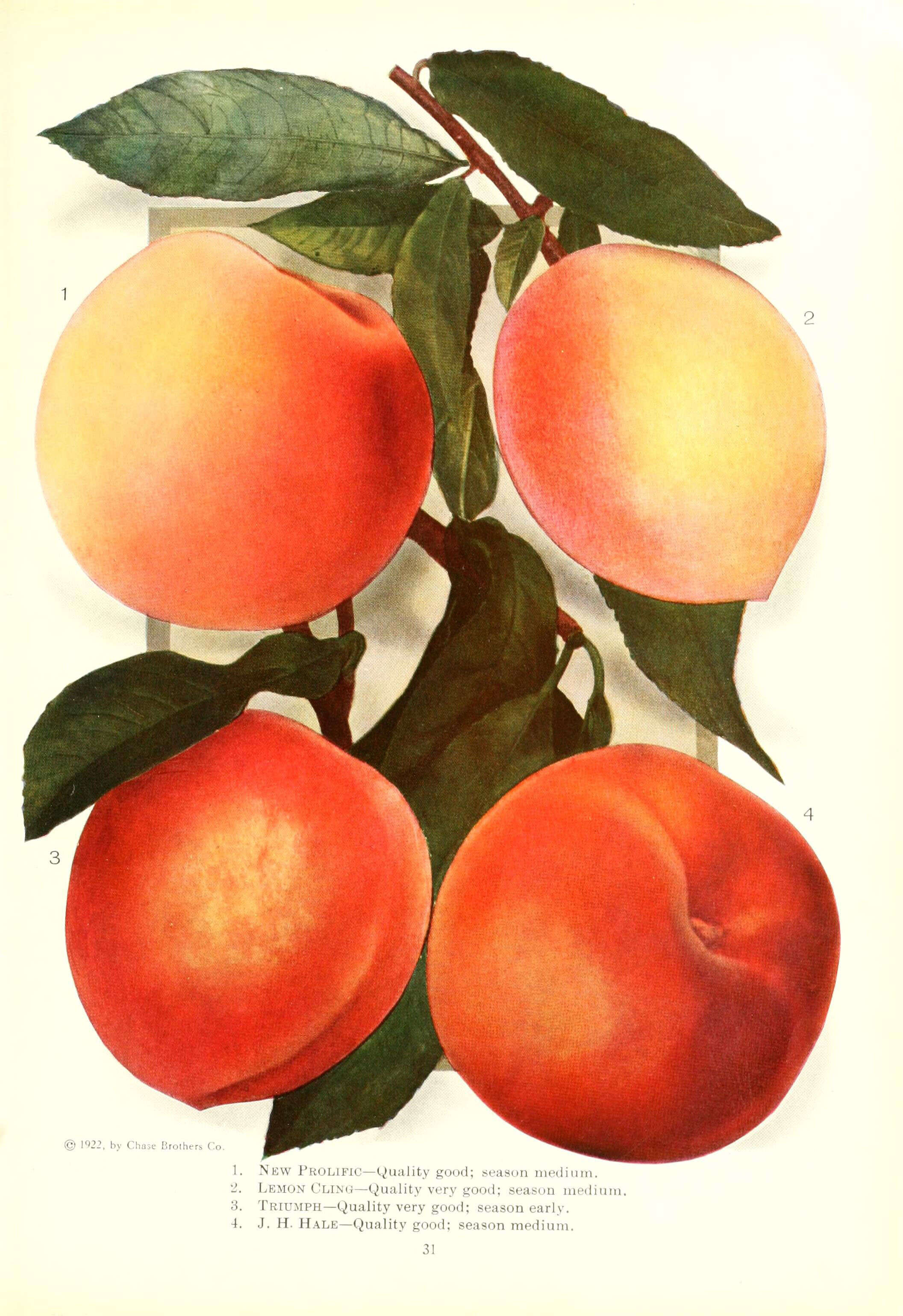 Image of peach