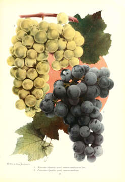 Image of grape