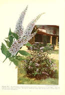 Image of butterfly-bush