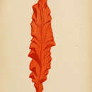 Image of Grinnellia americana
