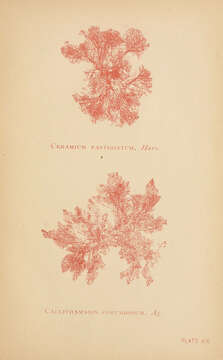 Image of Ceramium fastigiatum Roussel 1806