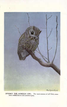 Image of Eastern Screech Owl