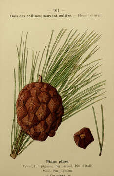 Plancia ëd Pinus pinea L.