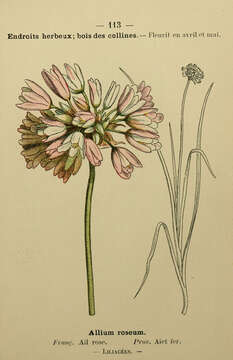 Image of Allium roseum L.