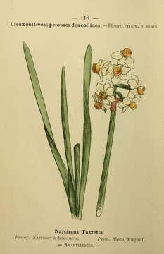 Image of cream narcissus