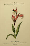 Image of Tongue-orchid