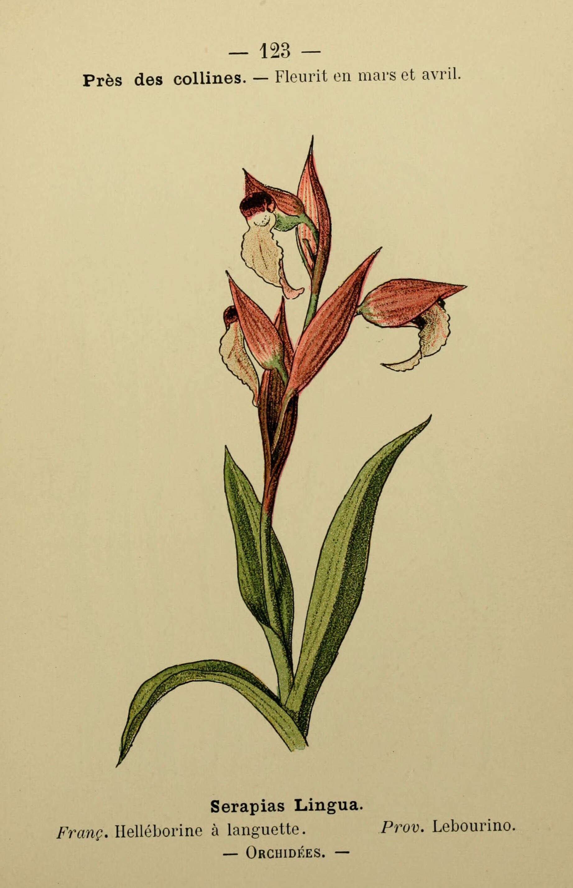 Image of Tongue-orchid