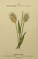 Image of harestail grass