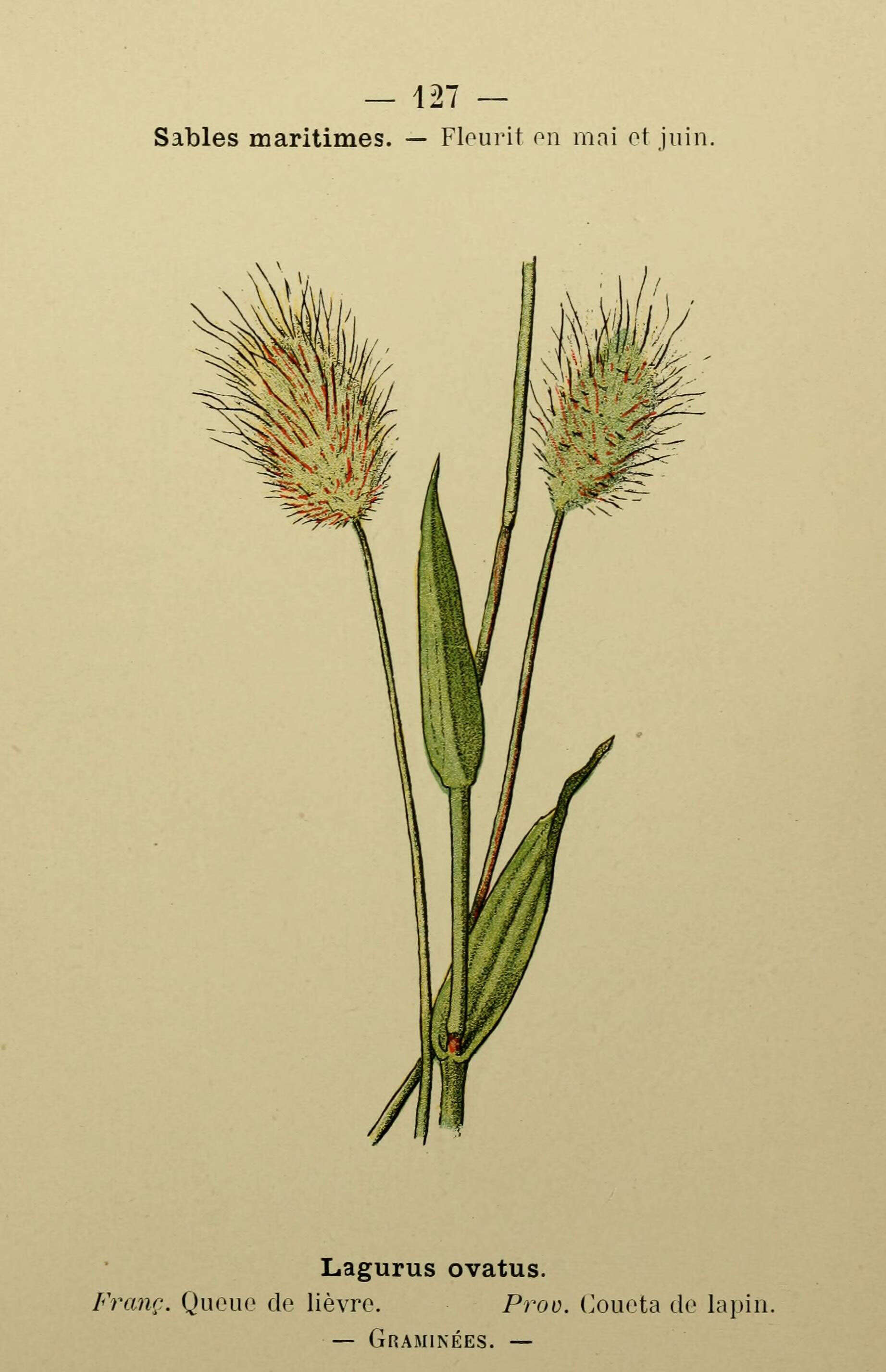 Image of harestail grass