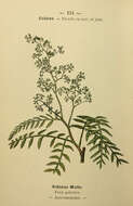 Image of Peruvian peppertree