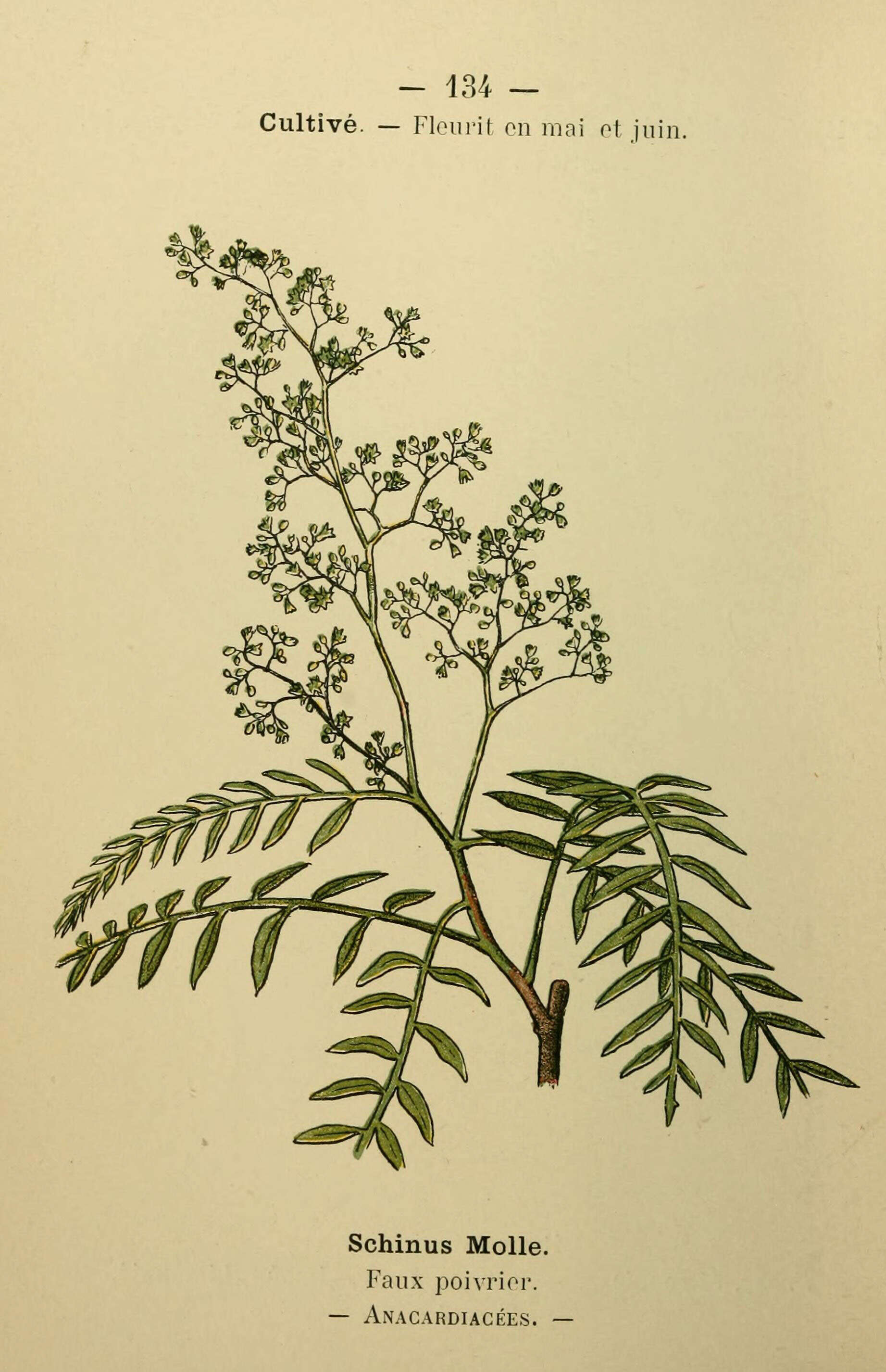 Image of Peruvian peppertree