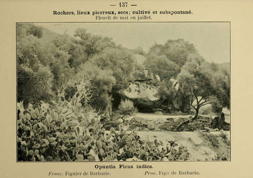 Image of Barbary Fig