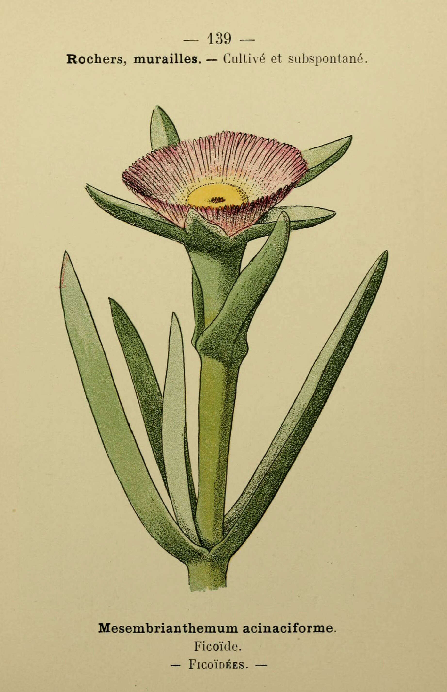 Image of Carpobrotus acinaciformis (L.) L. Bol.