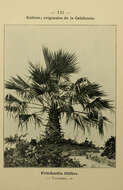 Image of California fan palm