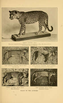 Image of African leopard