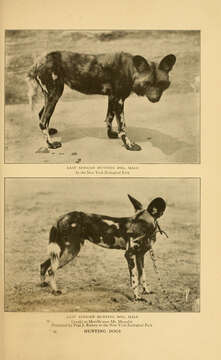 Image of African Hunting Dog