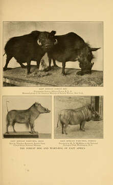 Image of Giant Forest Hogs