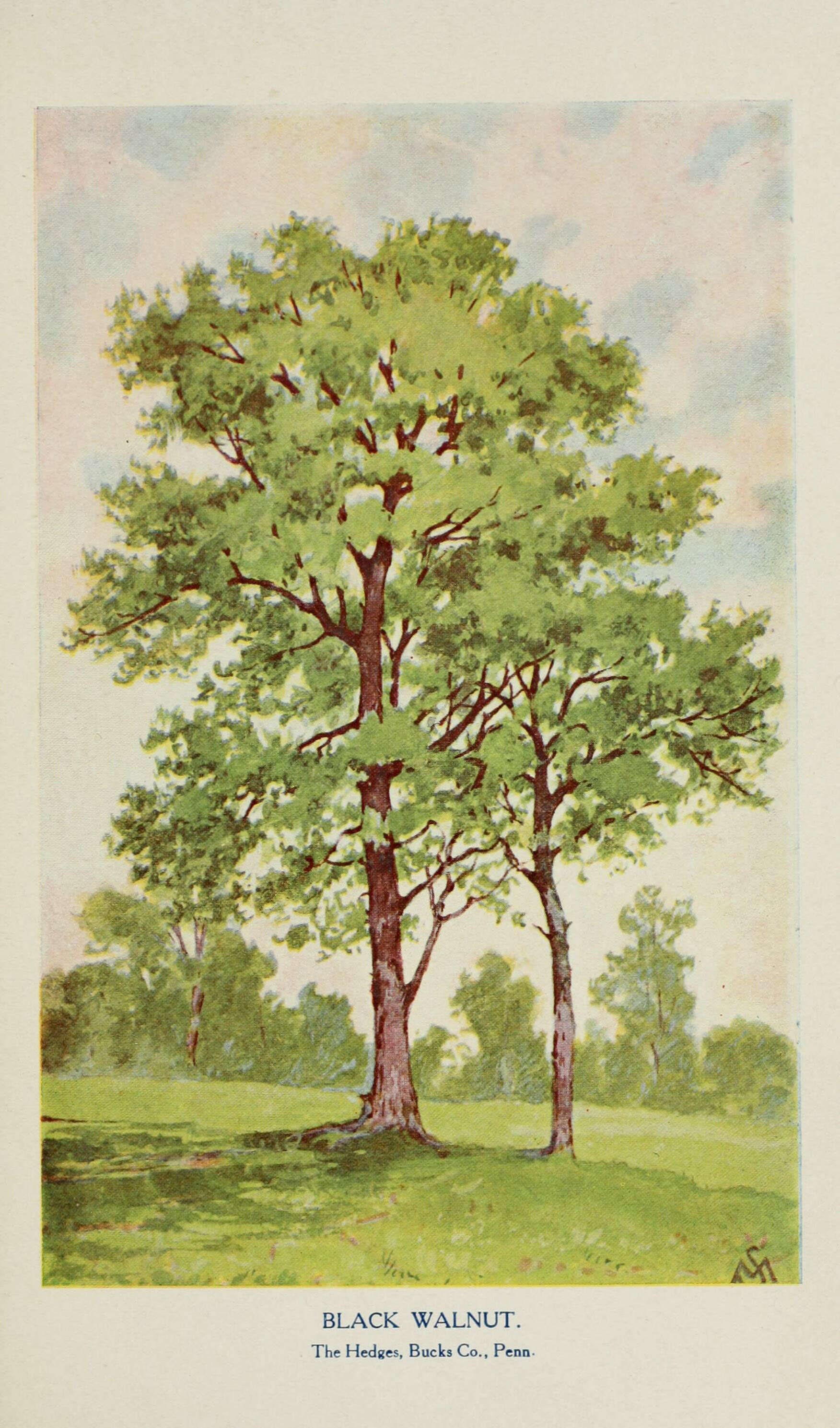 Image of black walnut