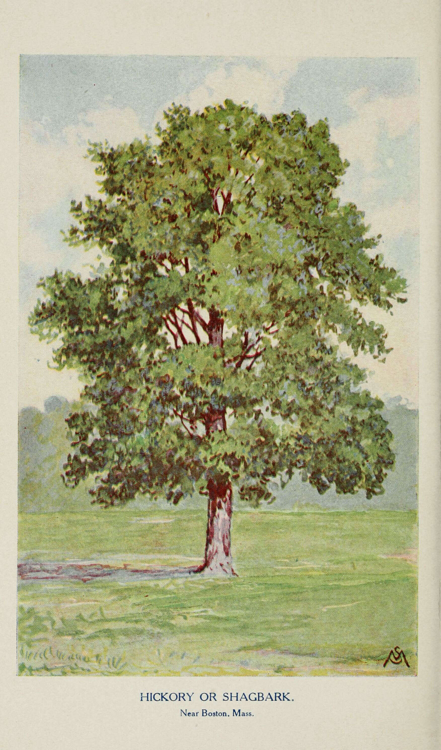 Image of shagbark hickory