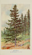 Image of red spruce