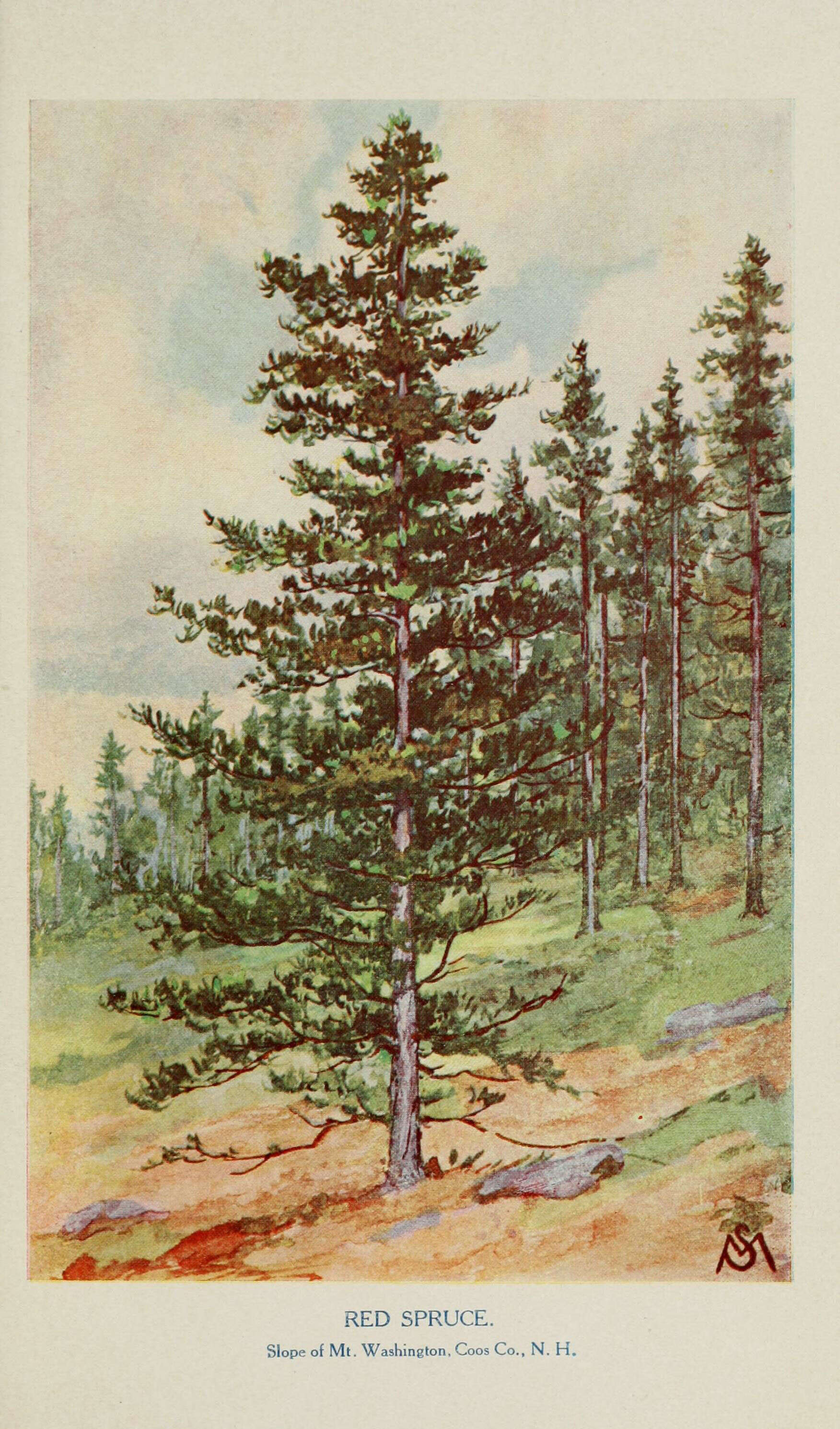 Image of red spruce
