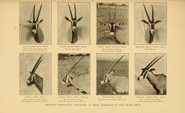 Image de Oryx beisa beisa (Rüppell 1835)