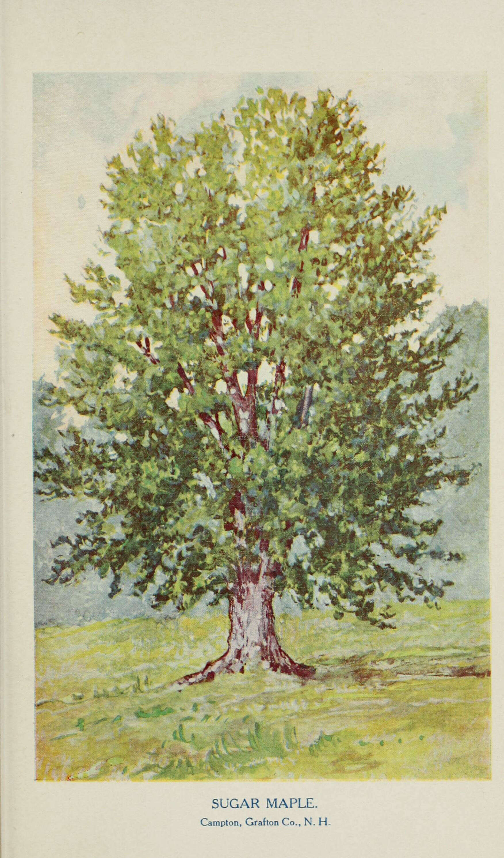 Image of sugar maple