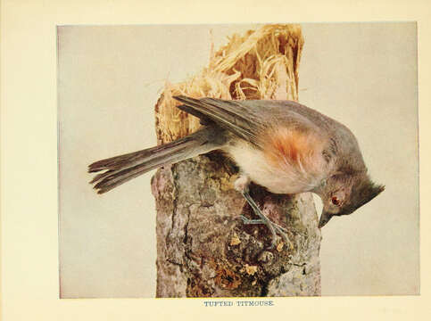 صورة Baeolophus Cabanis 1851