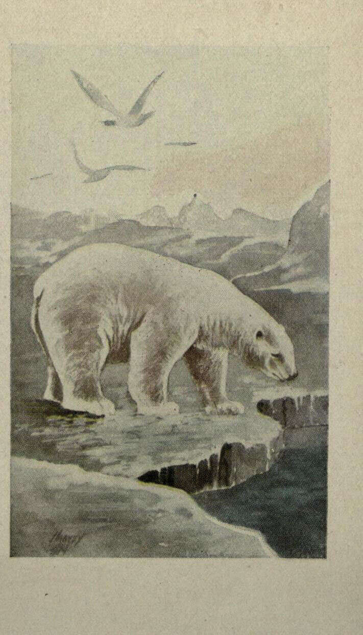 Image of polar bear