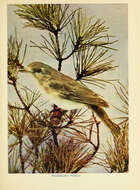 Image of Warbling Vireo