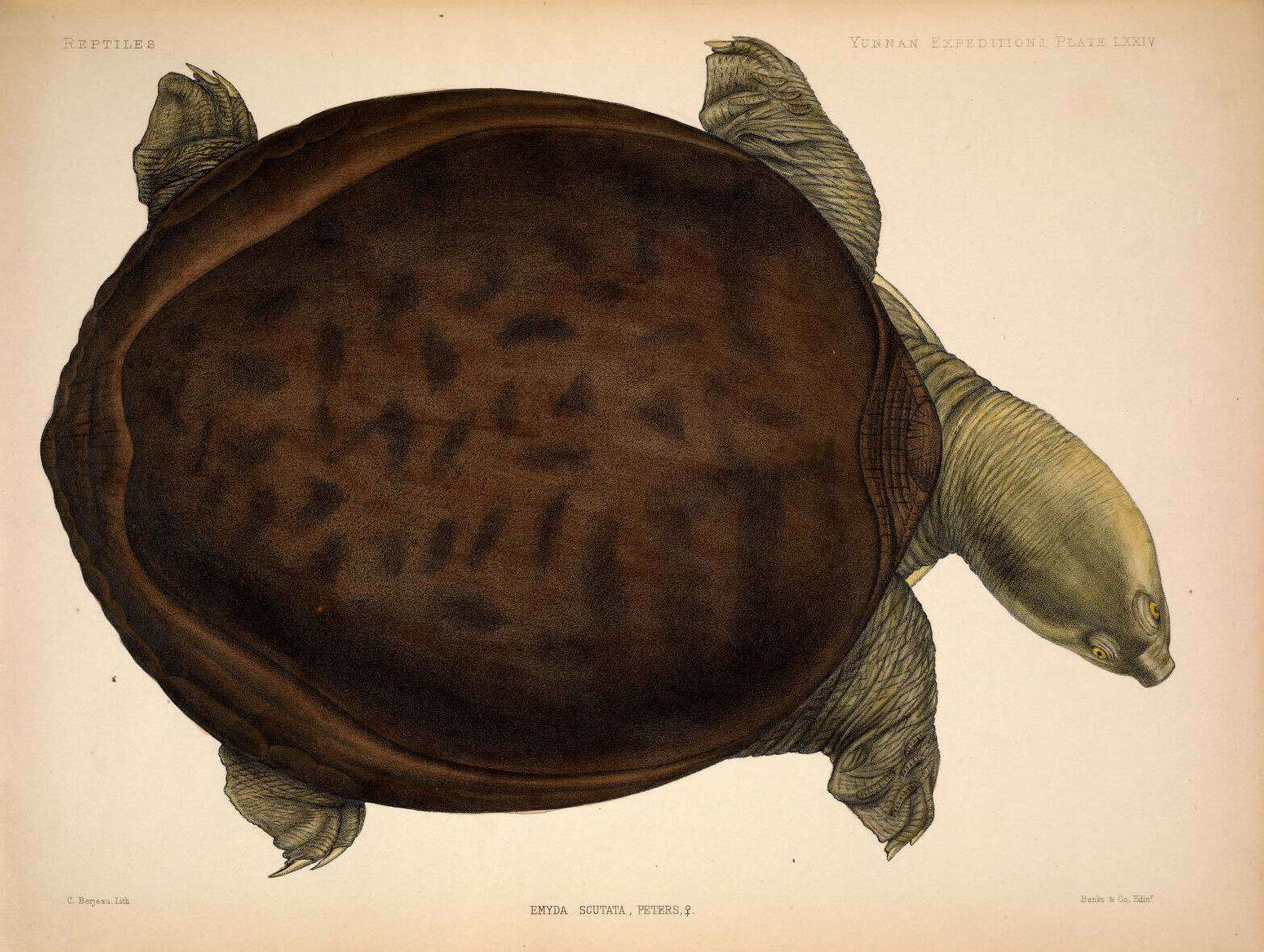 Image of Burmese Flapshell Turtle