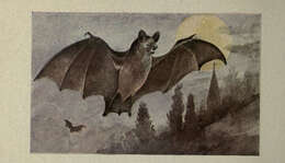 Imagem de Myotis lucifugus (Le Conte 1831)