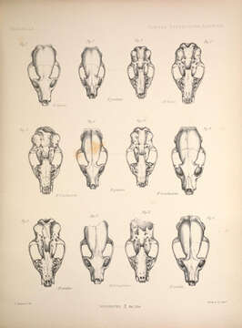 Image of Common Mongooses