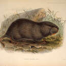 Image of Hoary Bamboo Rat