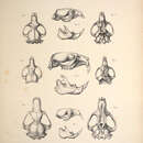 Image of Rhizomys Gray 1831
