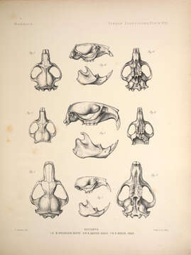 Image of Rhizomys Gray 1831