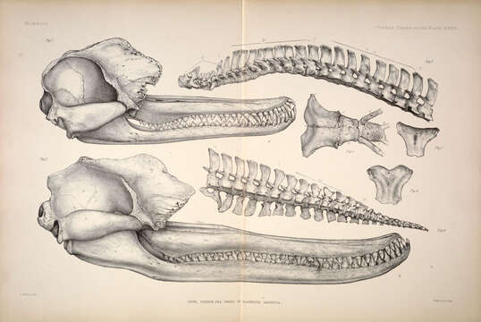 Image of Indian river dolphins