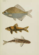 Image of Chinese lake gudgeon