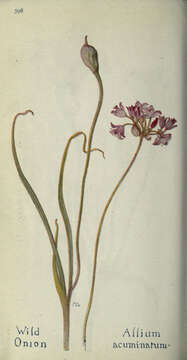 Sivun Allium acuminatum Hook. kuva