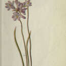 Image of Brodiaea capitata